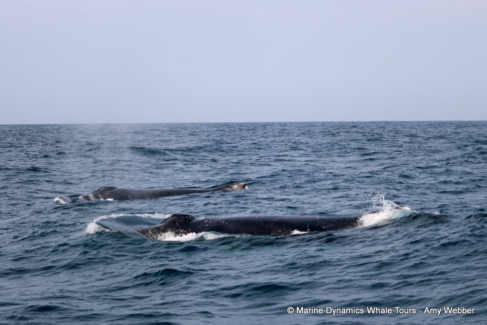 humpback whale, whale watching, gansbaai, south africa