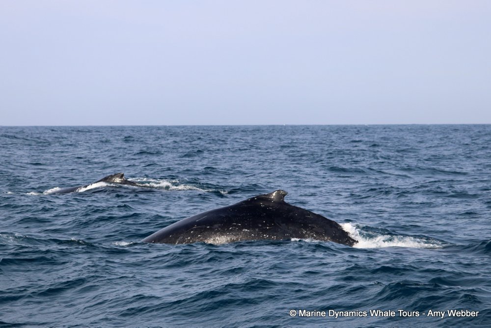 humpback whale, whale watching, gansbaai, south africa
