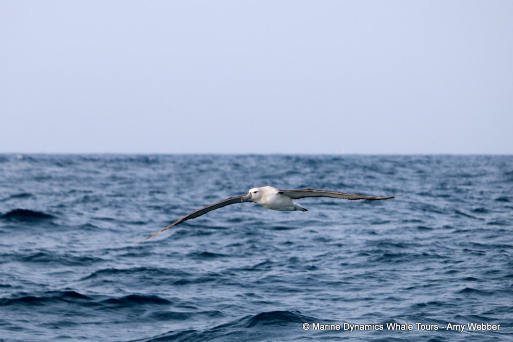 albatross, whale watching, gansbaai, south africa