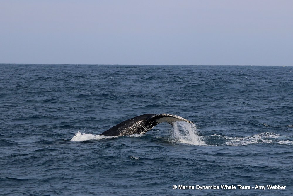humpback whale, whale watching, gansbaai, south africa