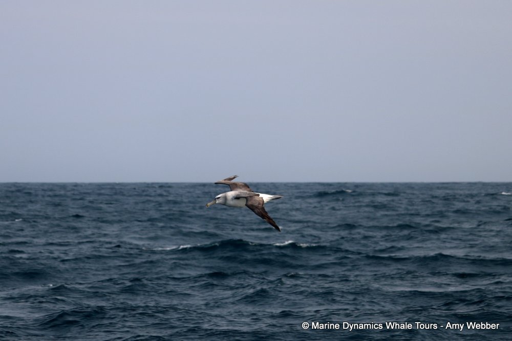 albatross, whale watching, gansbaai, south africa