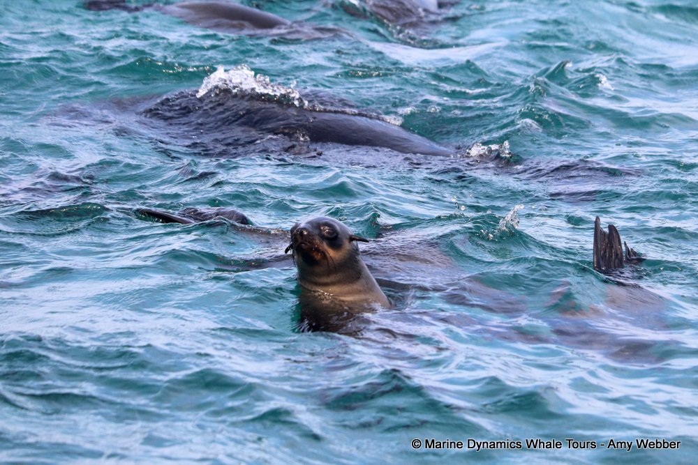 cape fur seal, whale watching, gansbaai, south africa