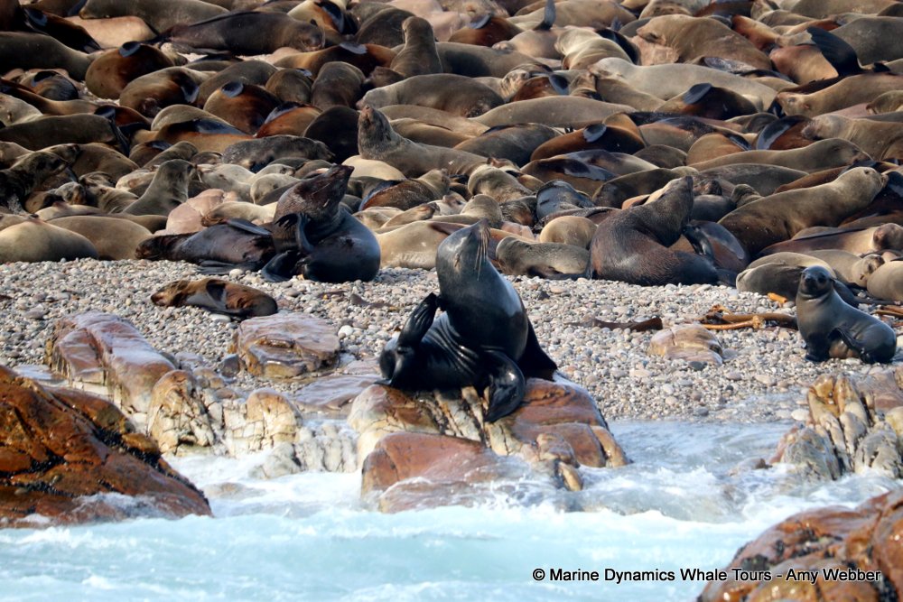 cape fur seal, whale watching, gansbaai, south africa
