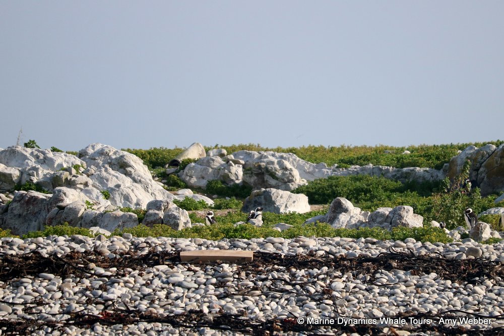 african penguin, whale watching, gansbaai, south africa