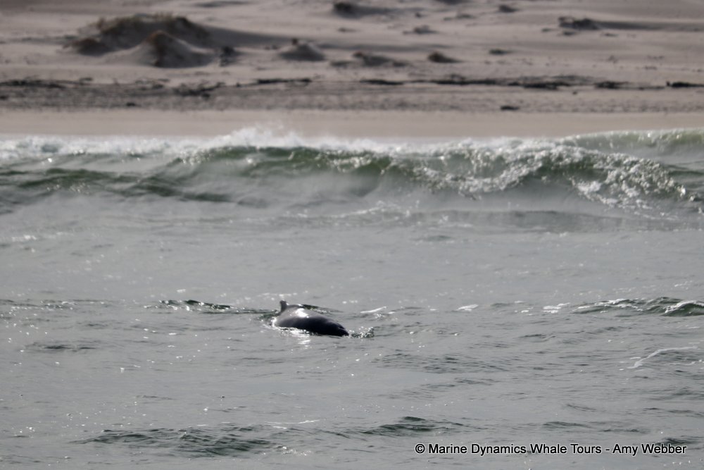 humpback dolphin, whale watching, gansbaai, south africa
