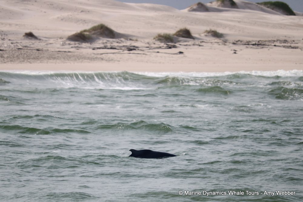 humpback dolphin, whale watching, gansbaai, south africa
