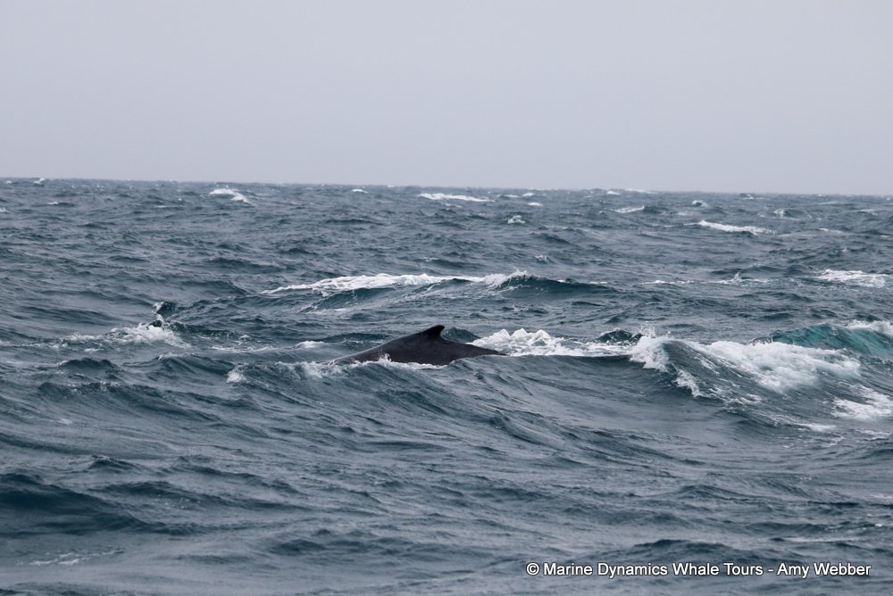 humpback whale, whale watching, gansbaai, south africa