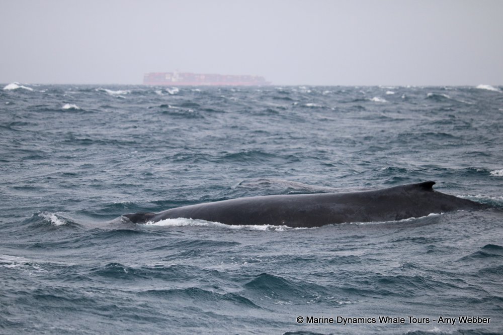 humpback whale, whale watching, gansbaai, south africa