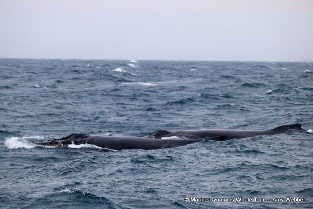 humpback whale, whale watching, gansbaai, south africa