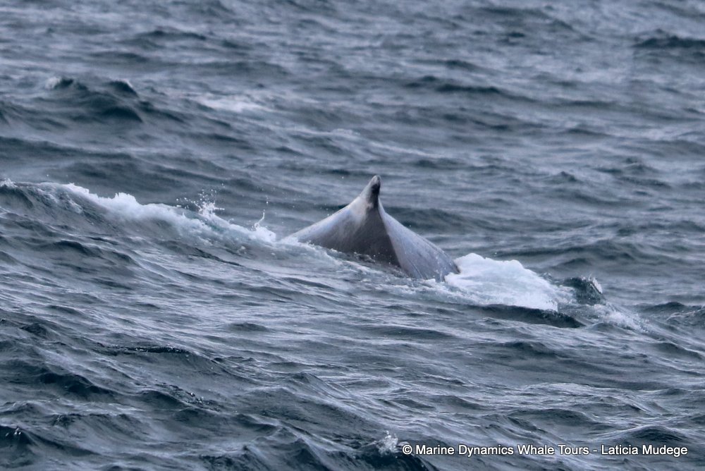 humpback whale, whale watching, gansbaai, south africa