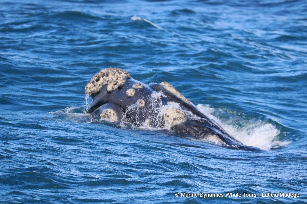 Southern right whale, whale watching, gansbaai, south africa,