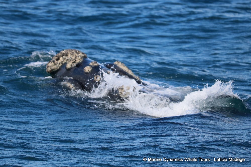 Southern right whale, whale watching, gansbaai, south africa,