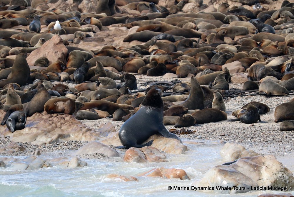 cape fur seal, whale watching, gansbaai, south africa
