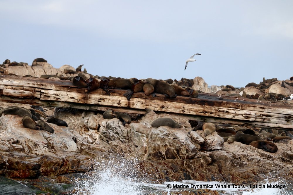 cape fur seal, whale watching, gansbaai, south africa
