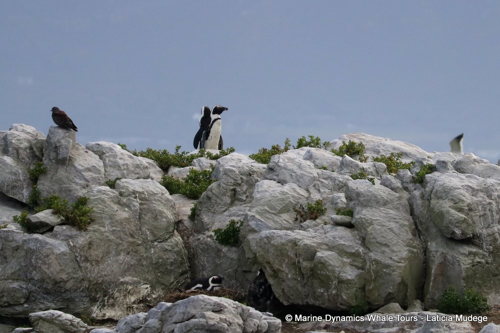 african penguin, whale watching, gansbaai, south africa