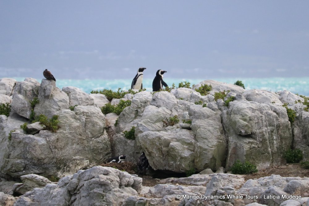 african penguin, whale watching, gansbaai, south africa