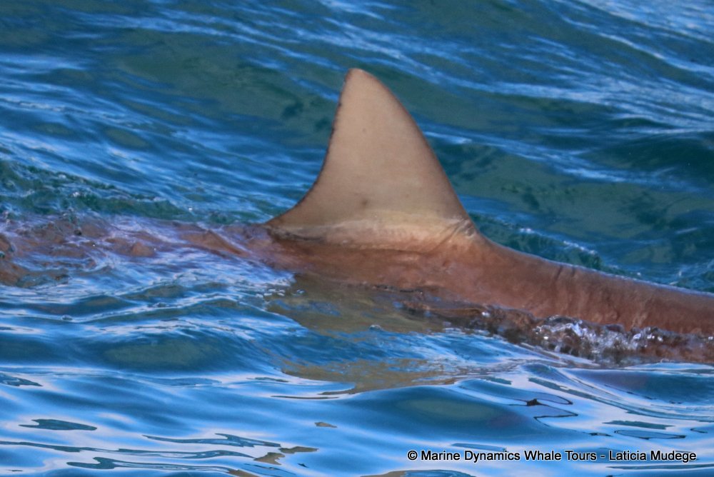 bronze whaler shark, whale watching, gansbaai, south africa,