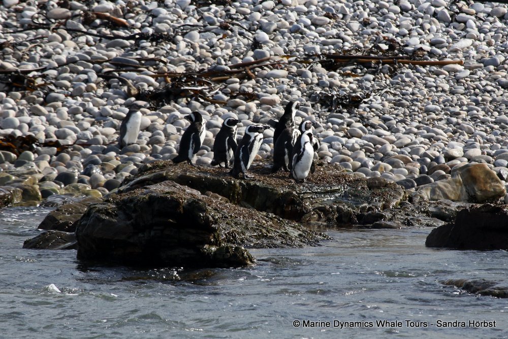 african penguin, whale watching, gansbaai, south africa