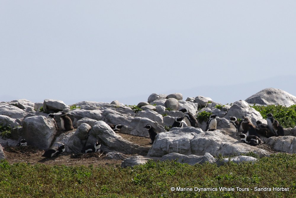 african penguin, whale watching, gansbaai, south africa