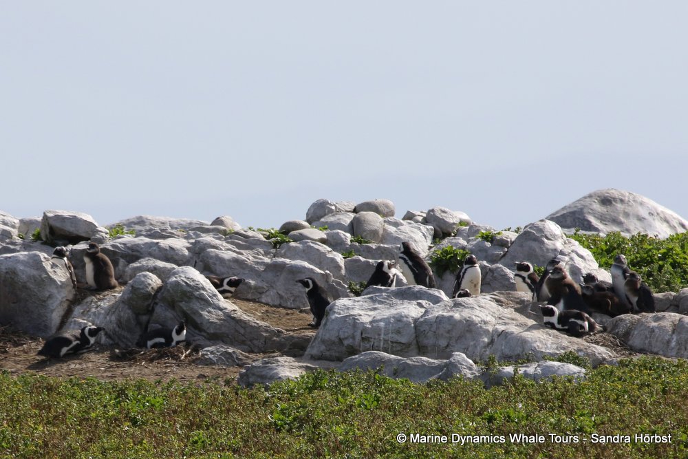 african penguin, whale watching, gansbaai, south africa