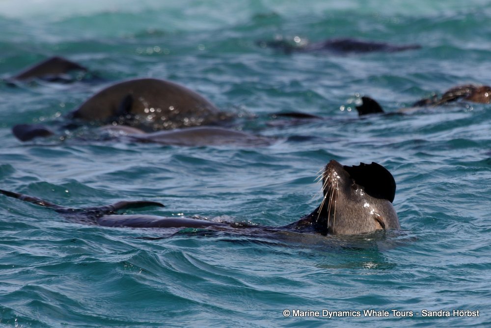 cape fur seal, whale watching, gansbaai, south africa