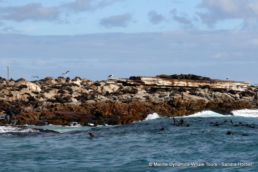 cape fur seal, whale watching, gansbaai, south africa