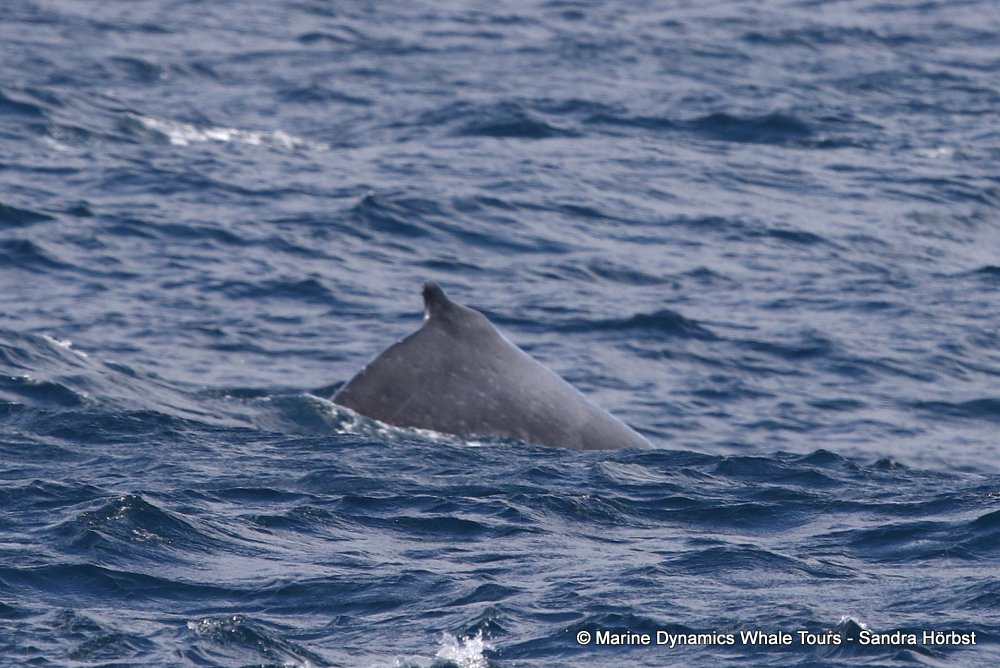 humpback whale, whale watching, gansbaai, south africa