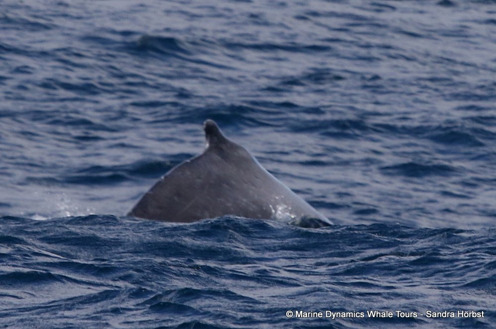 humpback whale, whale watching, gansbaai, south africa