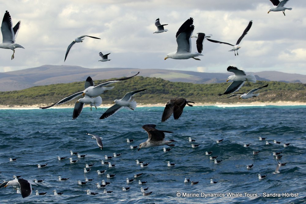 gull, whale watching, gansbaai, south africa,