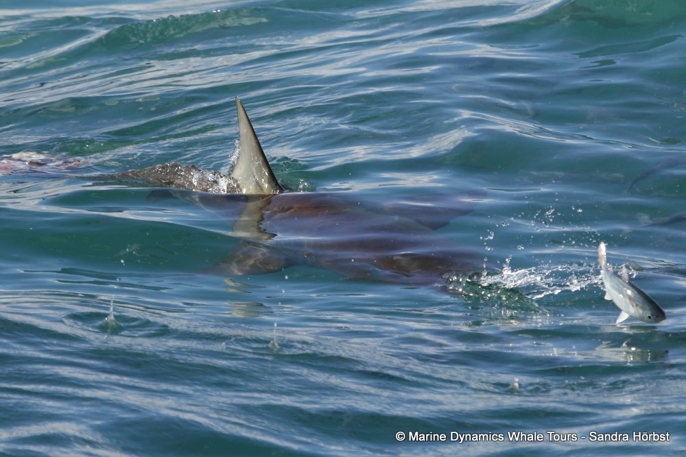 bronze whaler shark, whale watching, gansbaai, south africa,