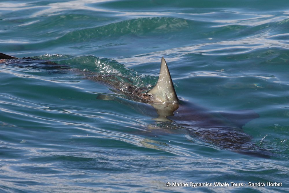 bronze whaler shark, whale watching, gansbaai, south africa,