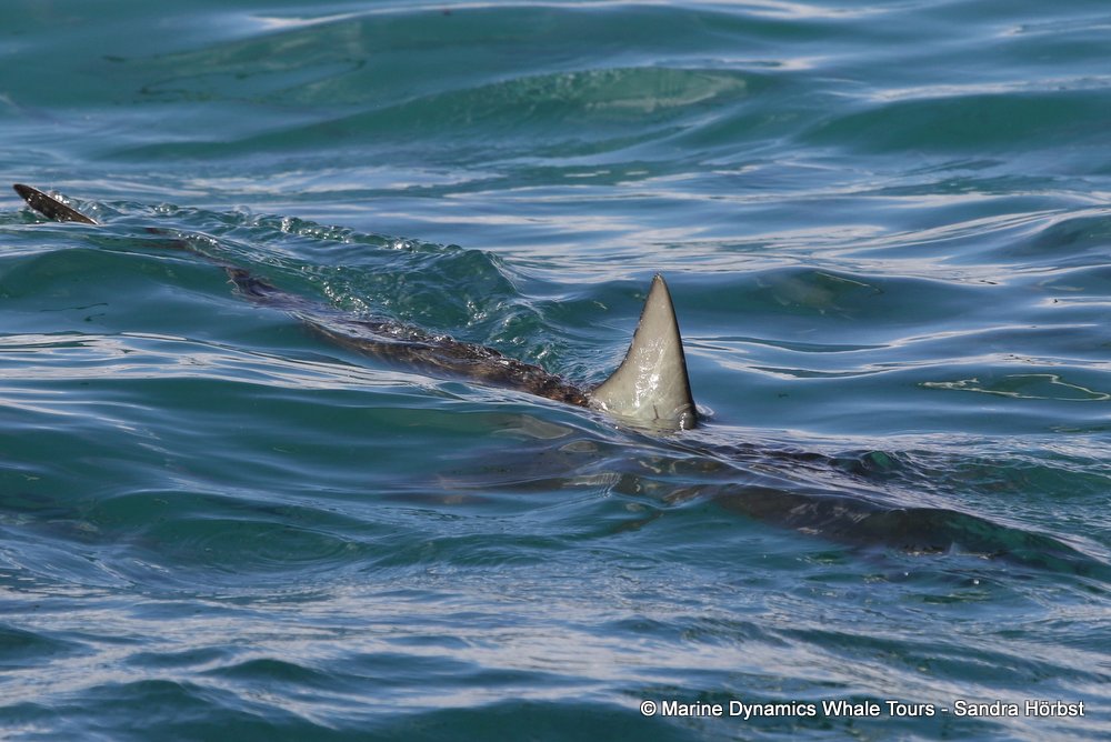 bronze whaler shark, whale watching, gansbaai, south africa,