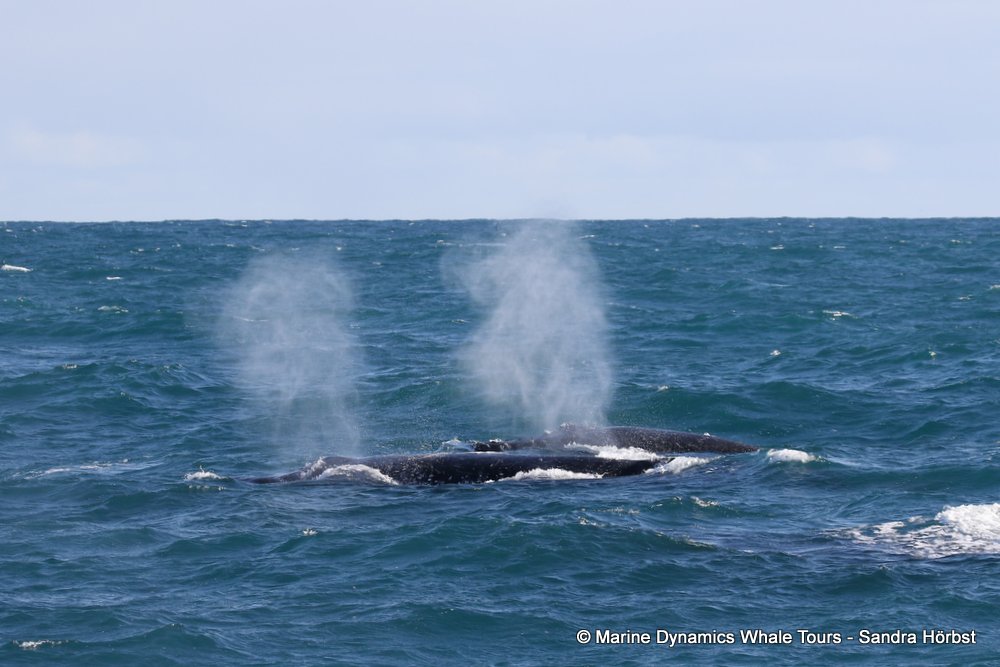 humpback whale, whale watching, gansbaai, south africa