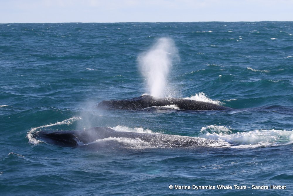 humpback whale, whale watching, gansbaai, south africa