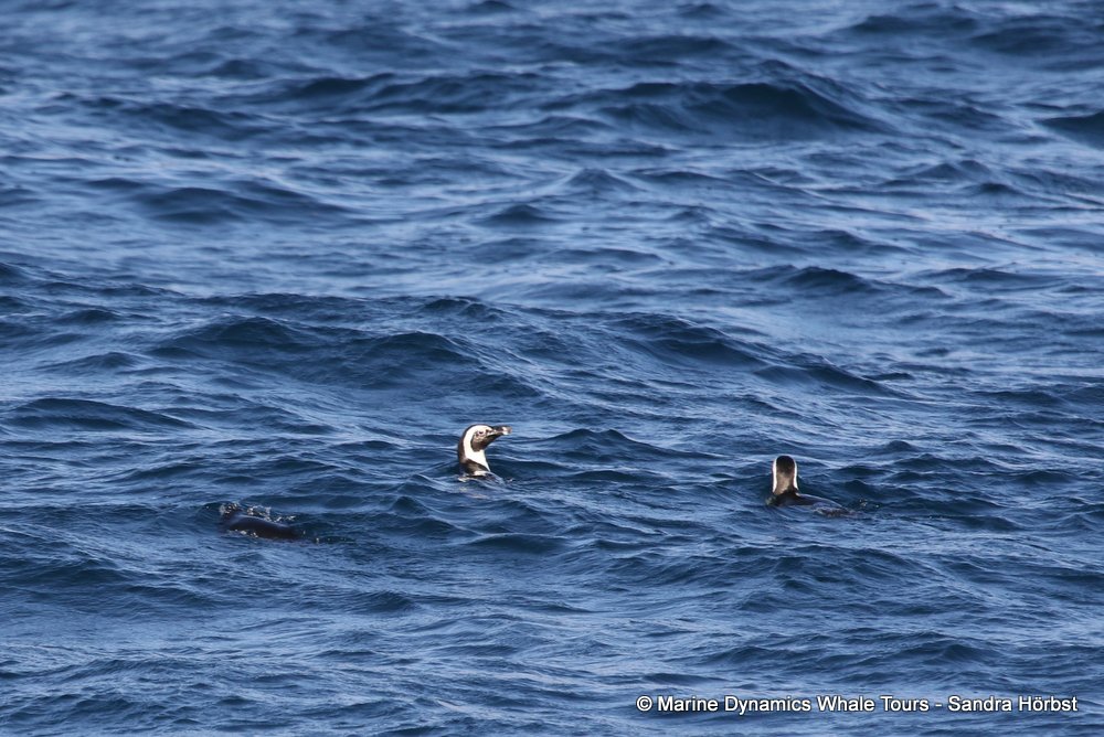penguins, whale watching, gansbaai, south africa,