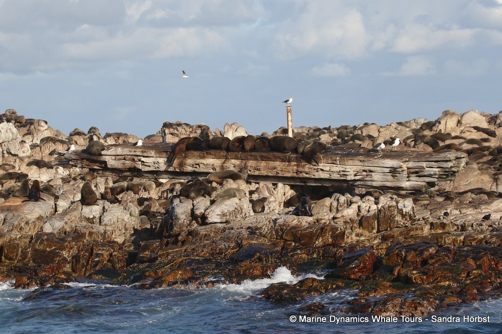 cape fur seal, whale watching, gansbaai, south africa