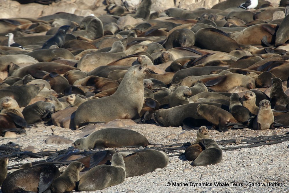 cape fur seal, whale watching, gansbaai, south africa