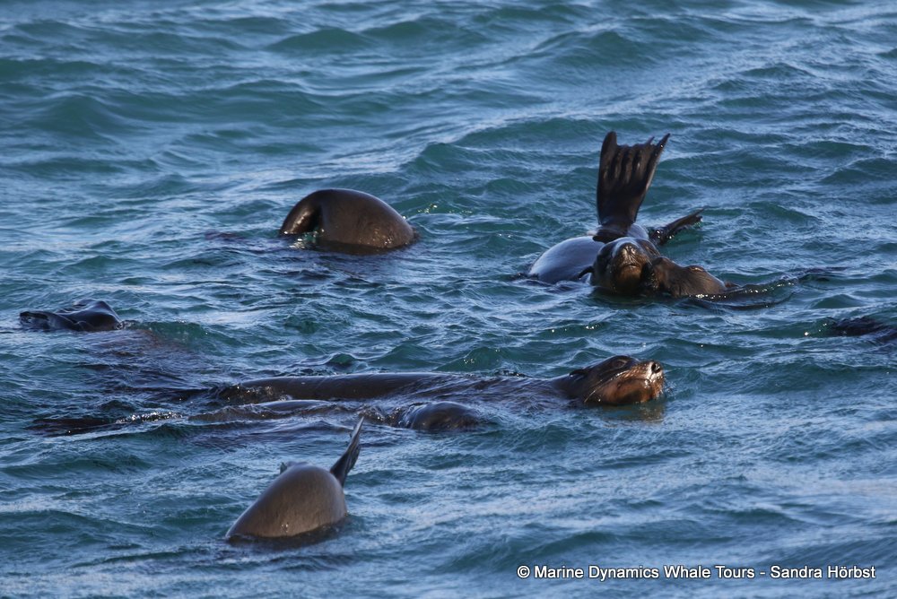 cape fur seal, whale watching, gansbaai, south africa