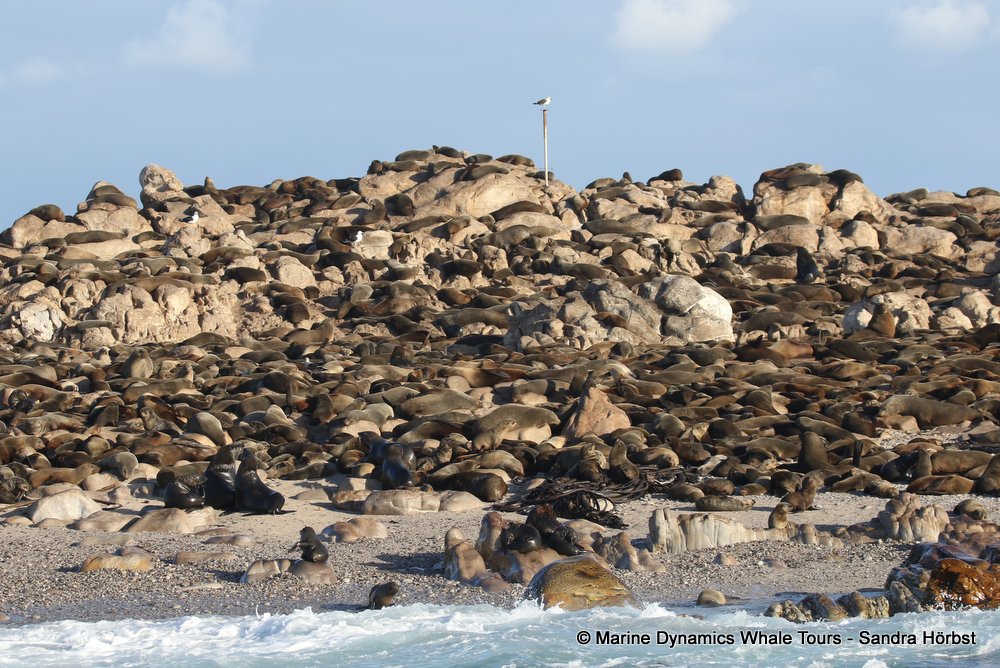 cape fur seal, whale watching, gansbaai, south africa