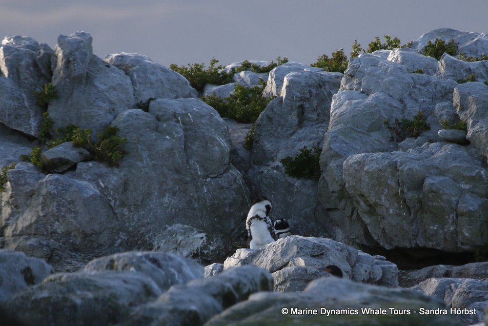penguins, whale watching, gansbaai, south africa,