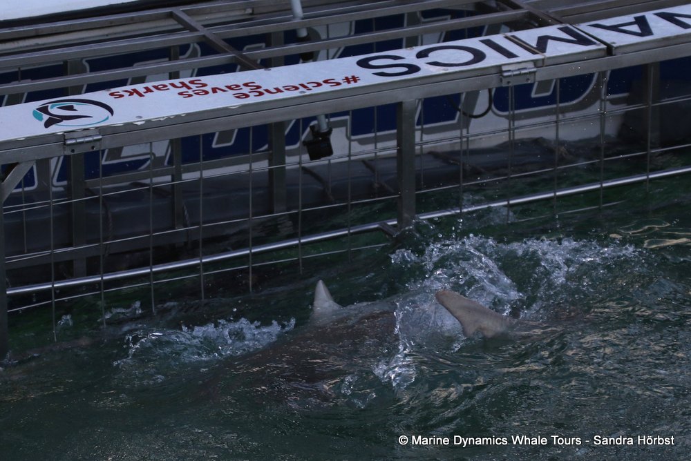 bronze whaler shark, whale watching, gansbaai, south africa,