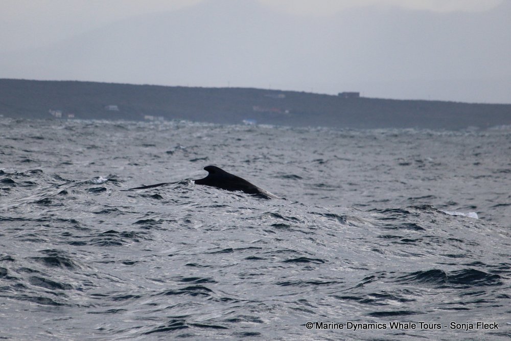 whale watching, gansbaai, south africa, Humpback Whale