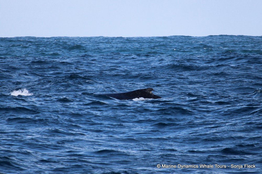 whale watching, gansbaai, south africa, Humpback Whale