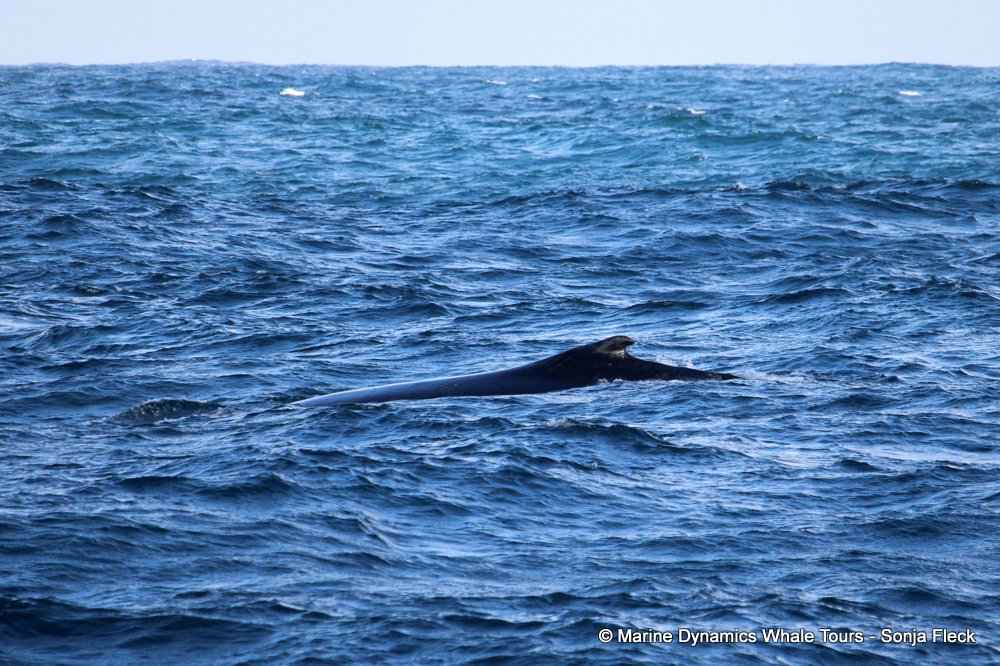 whale watching, gansbaai, south africa, Humpback Whale