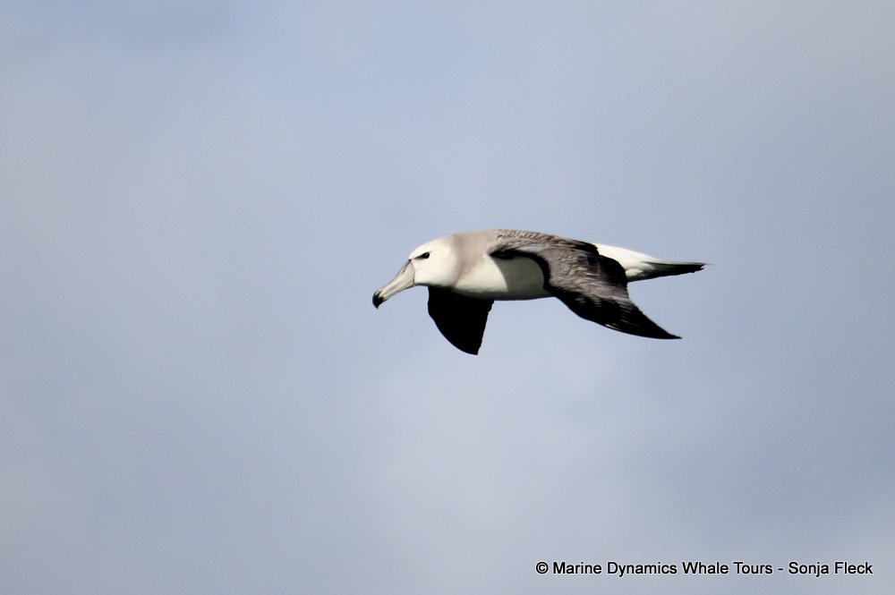 whale watching, gansbaai, south africa, Shy Albatross