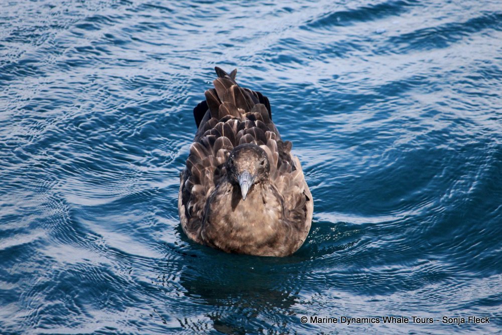 whale watching, gansbaai, south africa, Subantarctic Skua