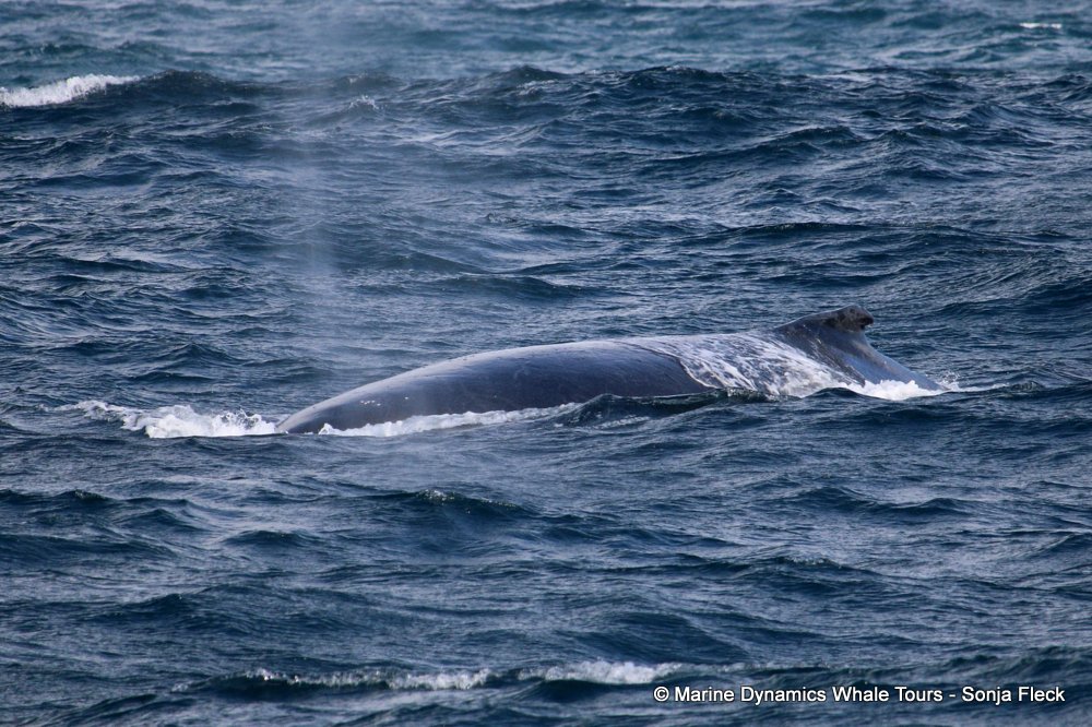 whale watching, gansbaai, south africa, Humpback Whale