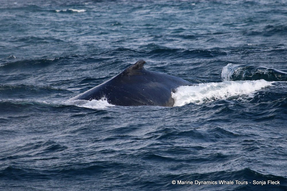 whale watching, gansbaai, south africa, Humpback Whale