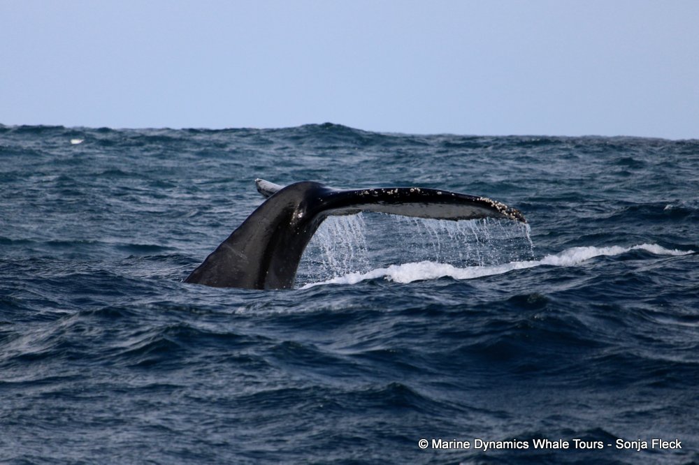 whale watching, gansbaai, south africa, Humpback Whale