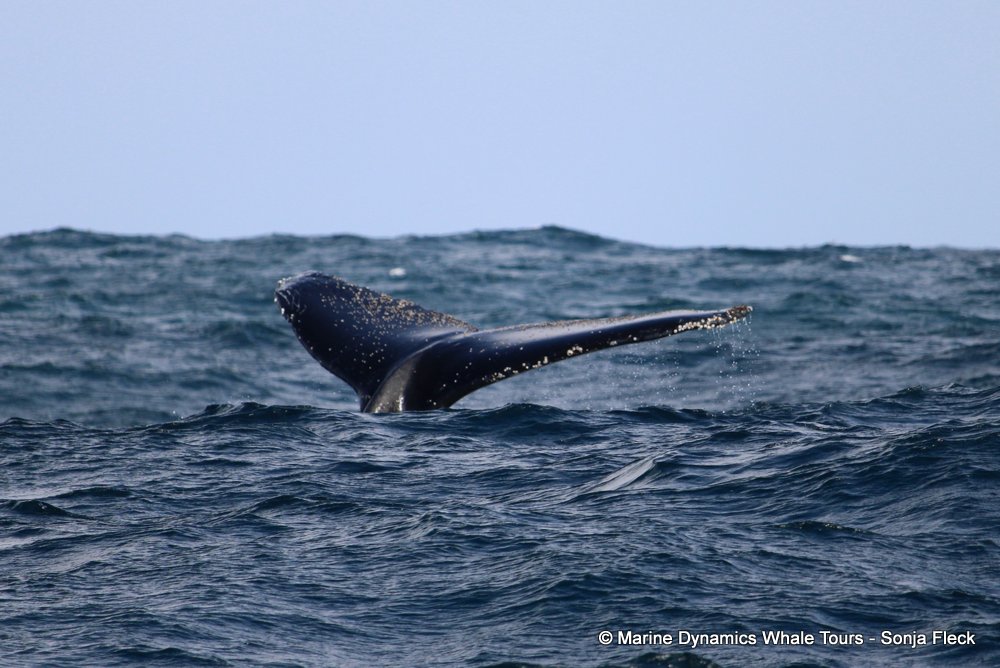 Marine Big 5 Daily Blog 06 August